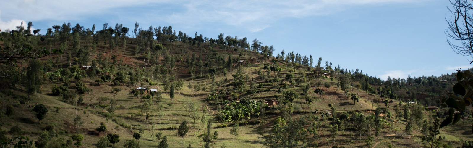 The terraced landscape at Lushoto is designed to prevent soil run-off and erosion.