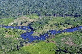 Amazon Rainforest near the capital of the Brazilian state of Amazonas.Photo: Neil Palmer
