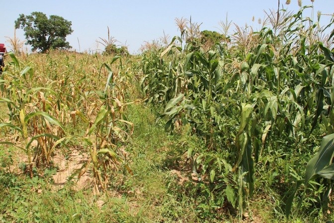 Visible difference between corn using Zai and not. Photo Credit: Camilla Zanzanaini