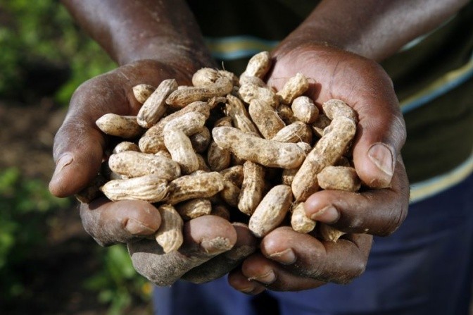 Groundnuts