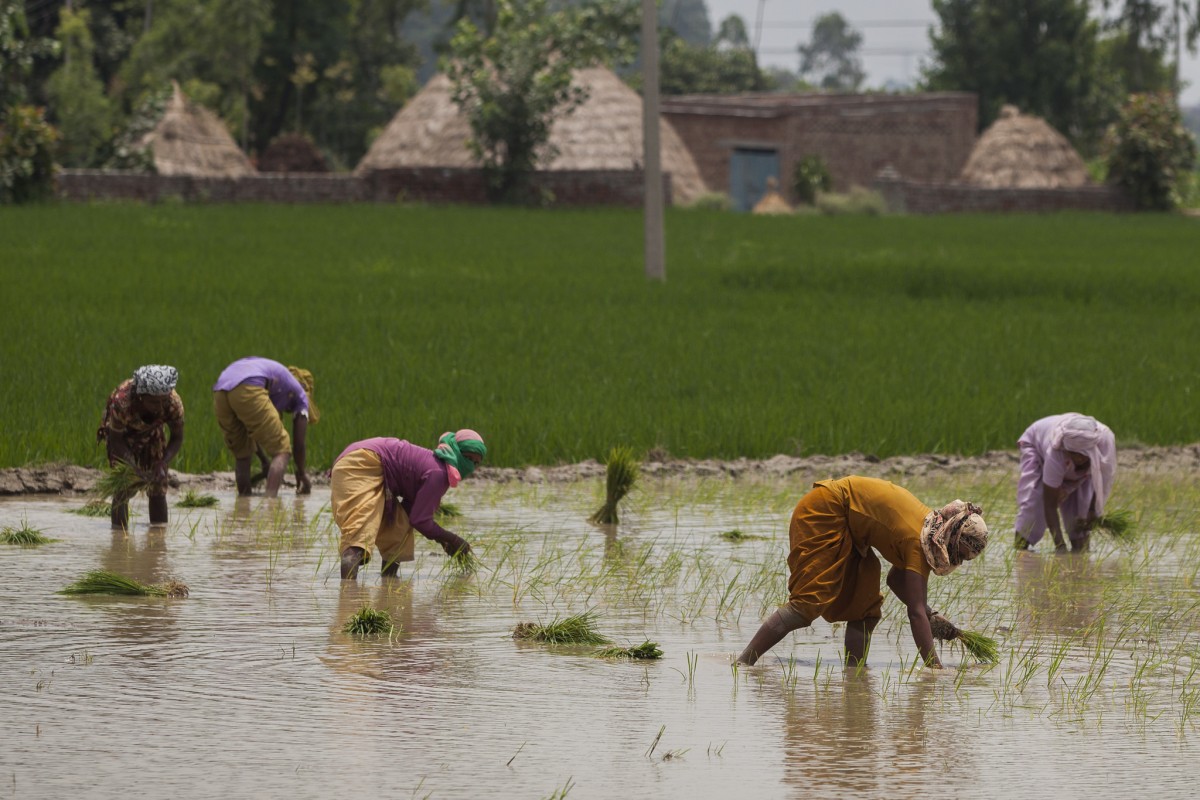 Flooded rice paddy