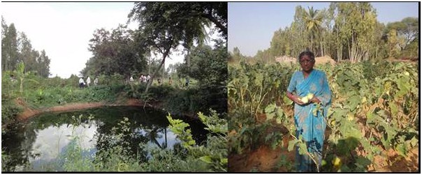 Wastewater collection pond and wastewater irrigated field at Muduvatti village from Kolar district of Karnataka, India