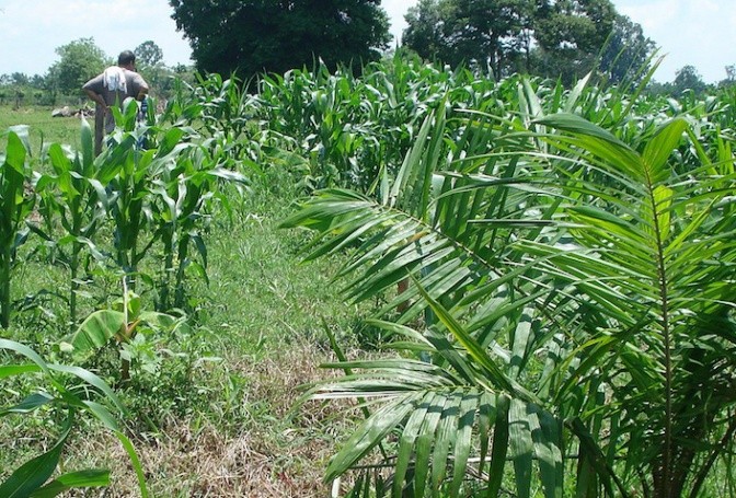 Intercropped maize and oil palm in Colombia. Photo: CIMMYT