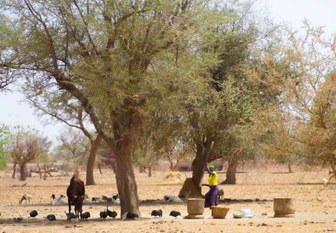 A cluster of trees found in semi-arid regions of Northern Burkina Faso. Photo: Elsie