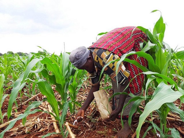 A woman applies fertilizer on a maize crop in Kenya. Photo: B. Das/CIMMYT