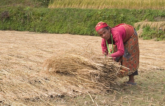 Women comprise a growing proportion of the agricultural labor force in some parts of Nepal. Photo: EcoAgriculture Partners on Flickr