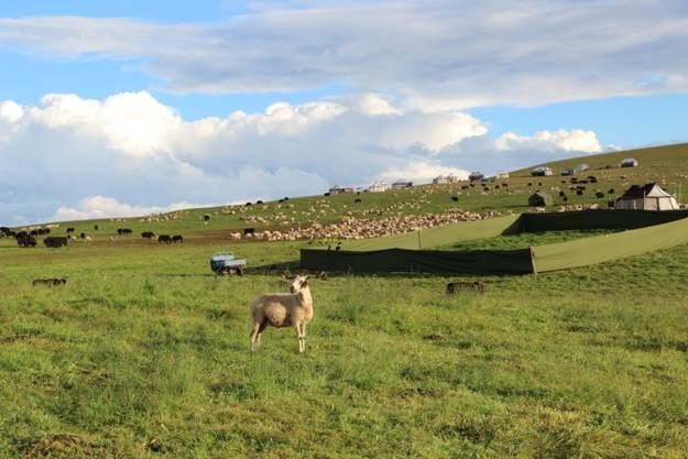 Oula sheep. Photo: Gansu Agricultural University