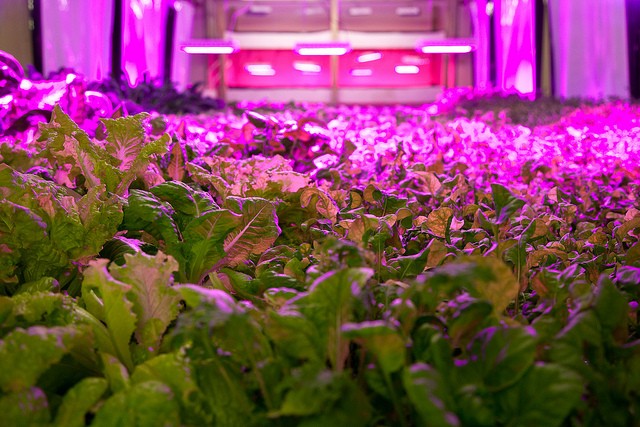 Plant Chicago