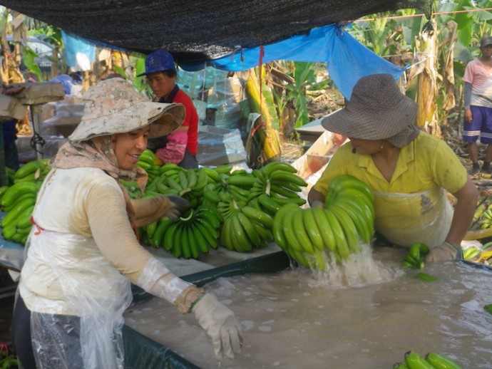 Women are favoured for plantation tasks such as washing bananas. Photo: Stuart Ling