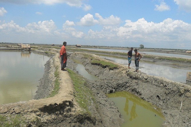 Brakish water fish farm inside a polder in Bangladesh. Photo: CPWF