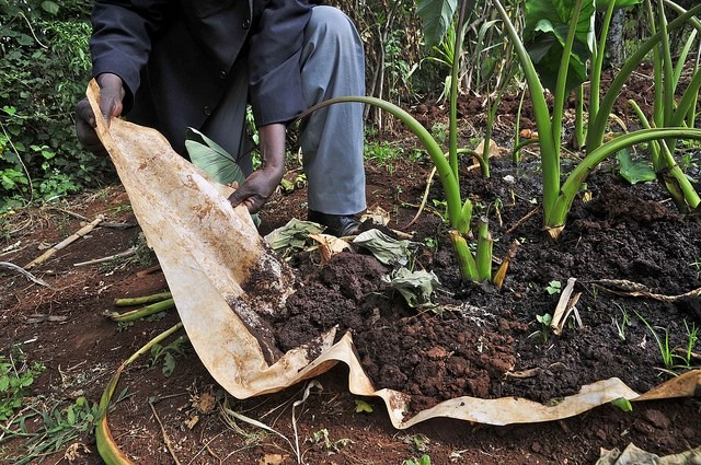 Soil and water conservation in the Mount Kenya region. Photo: Neil Palmer/CIAT