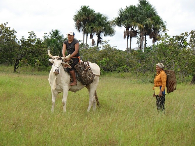 Wapichan people heading out into the forest to gather produce. Photo: Fred Pearce
