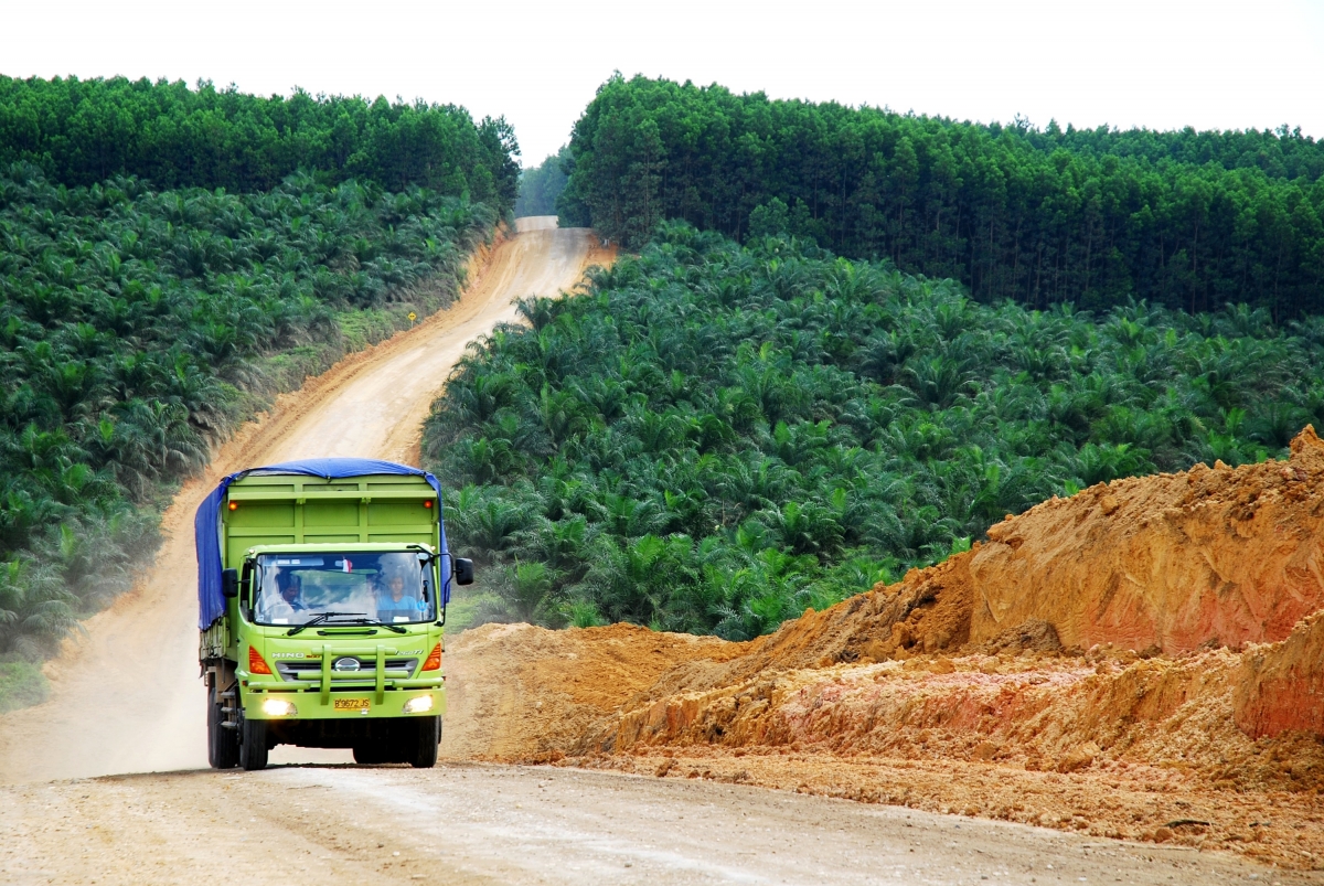 An oil palm plantation in Indonesia. An oil palm plantation in Indonesia.