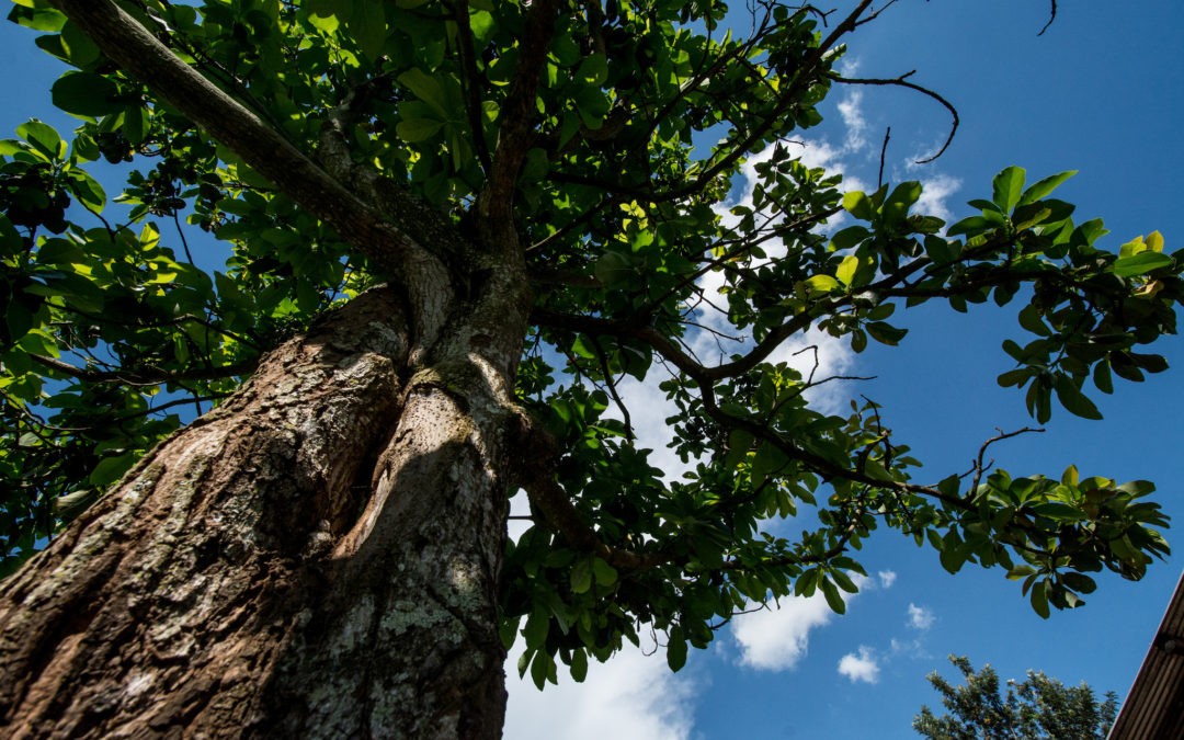 Trees on agricultural land could save four times more carbon.