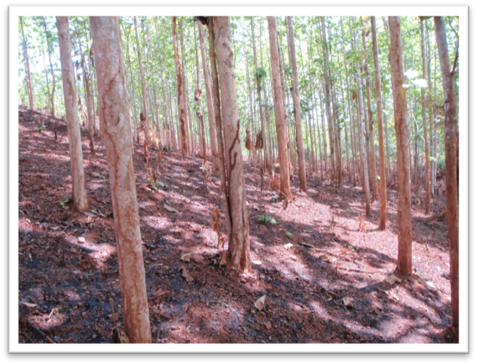 A teak plantation in Northern Laos.