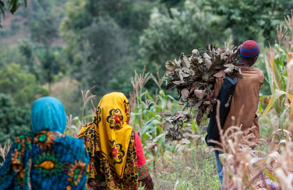 Three farmers in Lushoto, Tanga region, Tanzania. Three farmers in Lushoto, Tanga region, Tanzania.