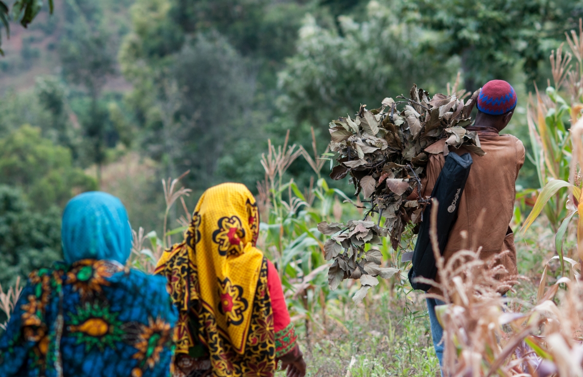 Three farmers in Lushoto, Tanga region, Tanzania.