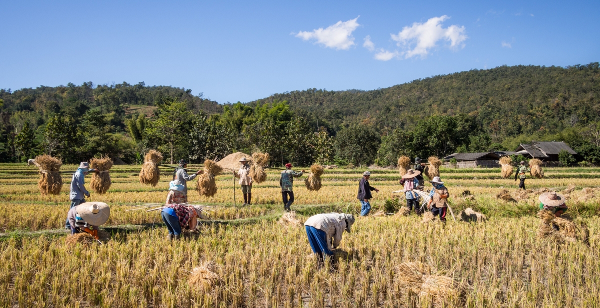 Rice farmers in Mae Wang district, Chiang Mai province, Thailand.