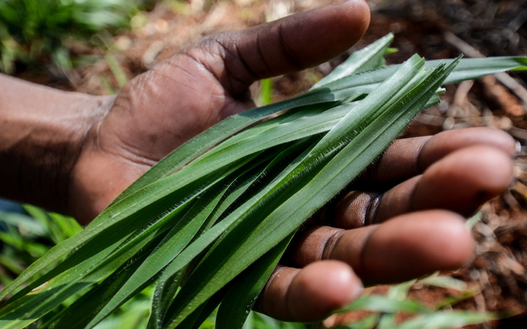 A hand full of grass.