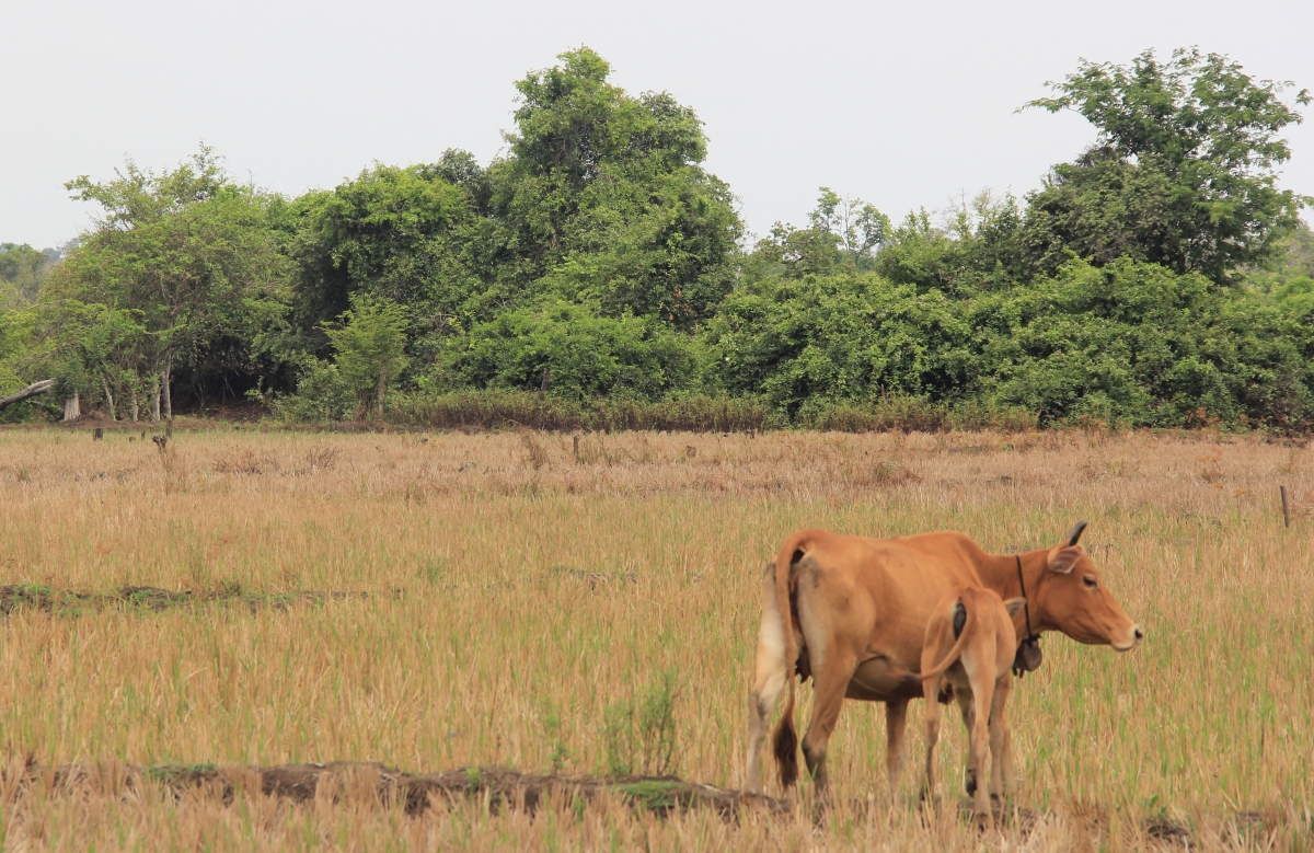 Cows grazing in Xe Bang Fai district, Khammouan province, Laos.