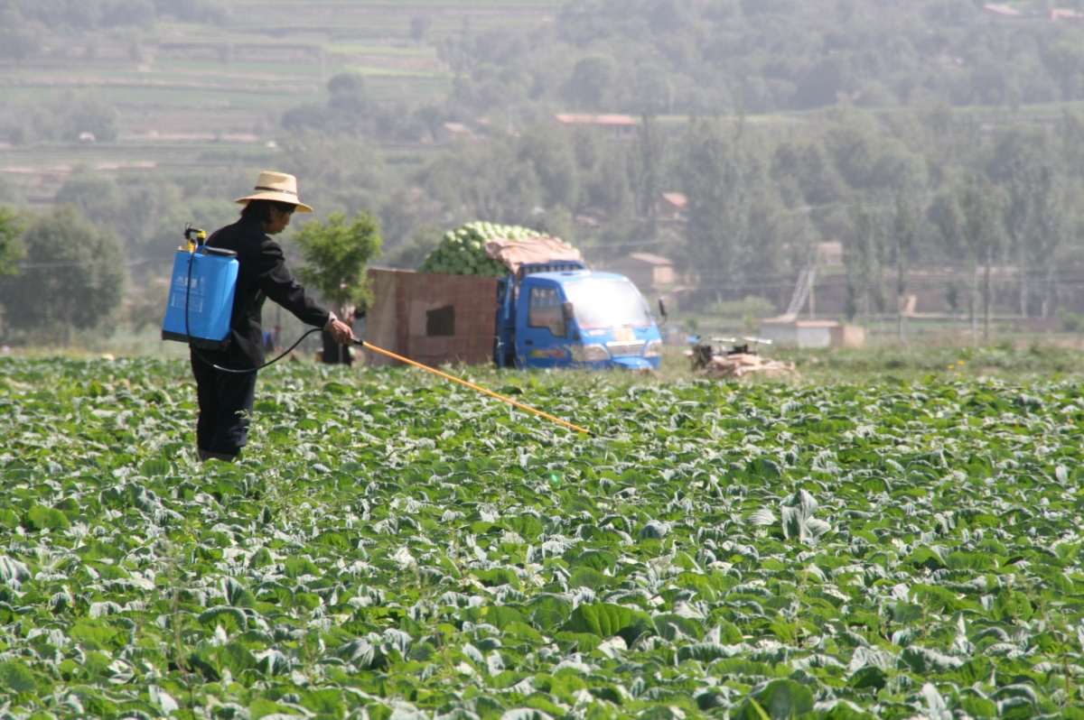 China's massive injection of cash for agriculture could be a major game-changer. Farmer in China's Guizhou province spreading pesticide on her crops.