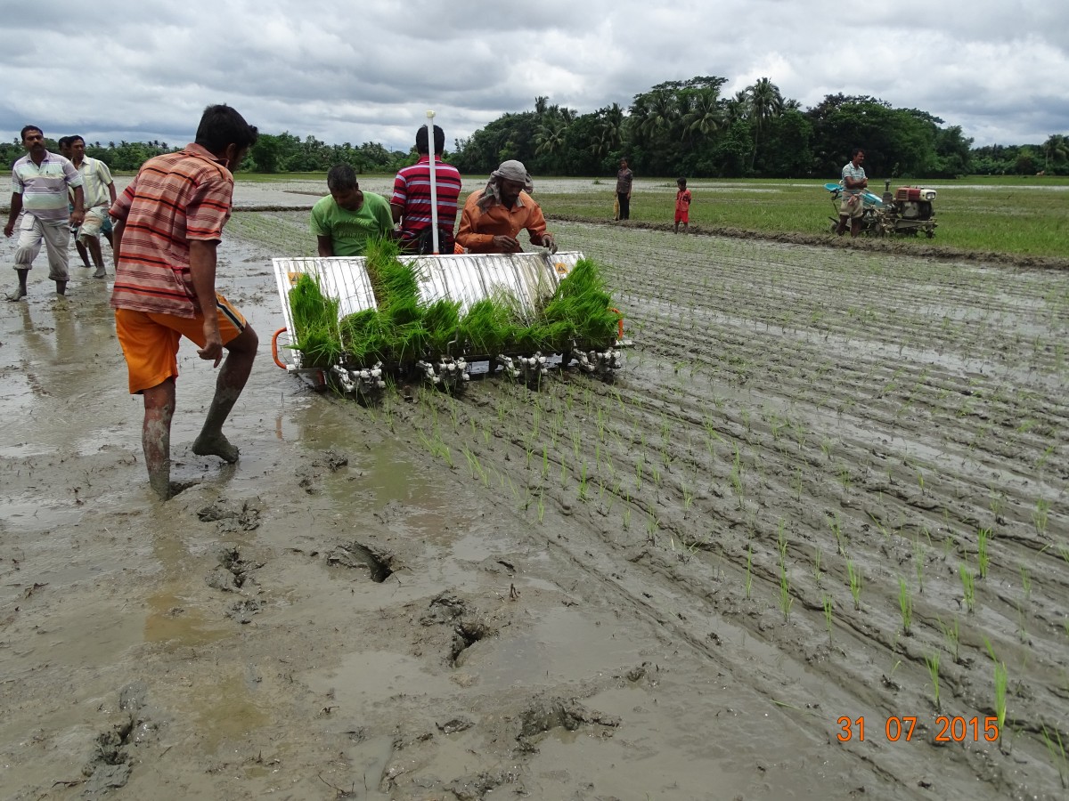 modern high yielding rice varieties