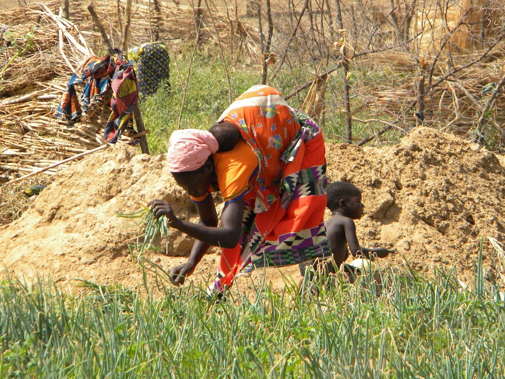 Farmer harvesting onions in irrigated plot at Ladwenda, 18 April 2016.
