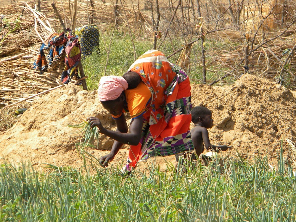 Farmer harvesting onions in irrigated plot at Ladwenda, 18 April 2016. 