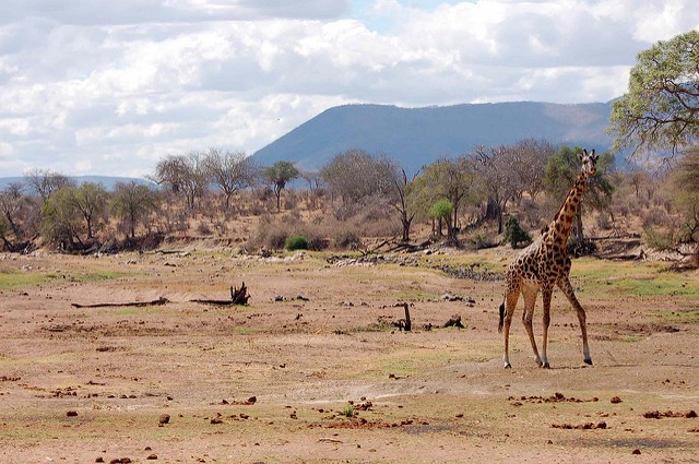 Giraffe walking on the dry riverbed of Ruaha River.