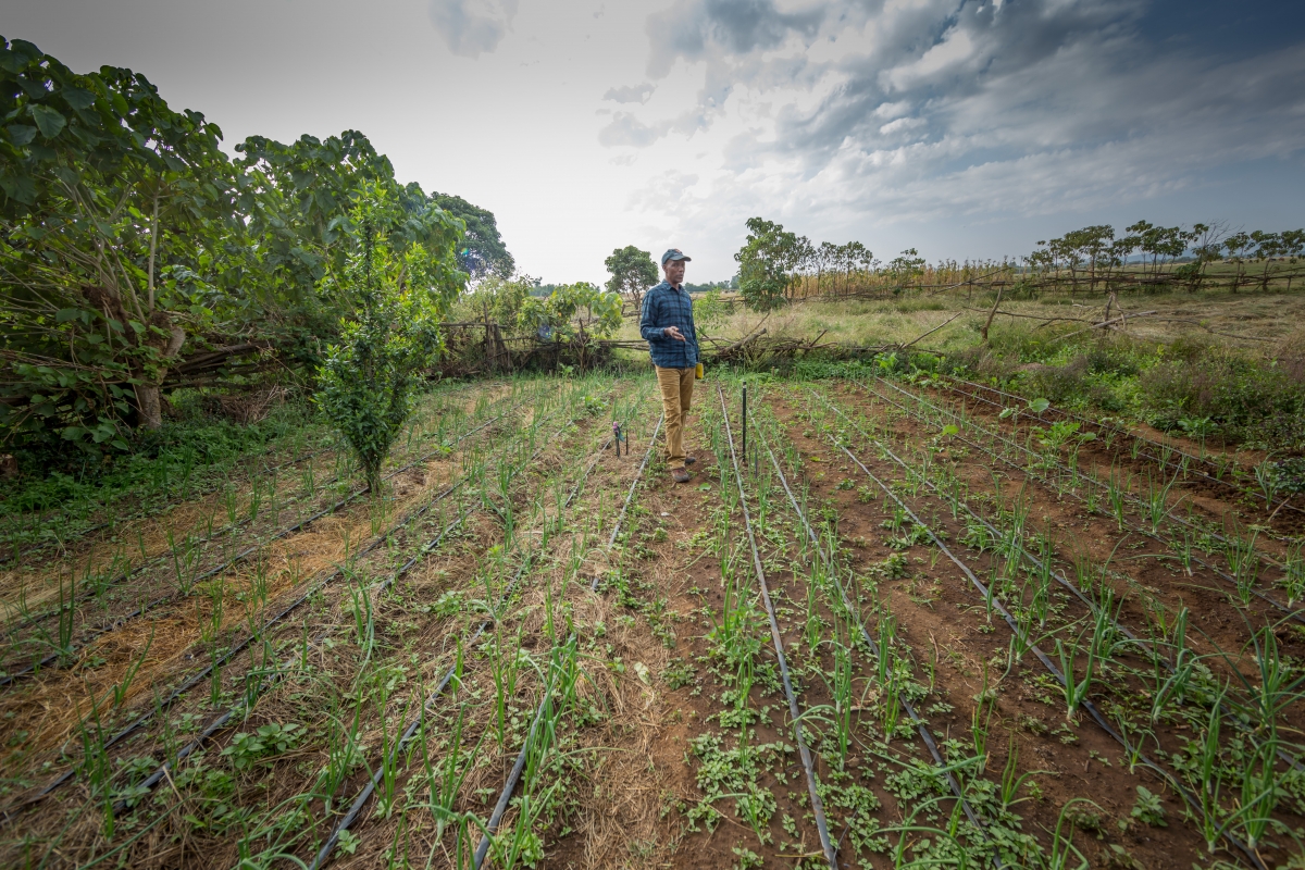 Researcher points out the conservation agriculture on his right and traditional agriculture on his left 