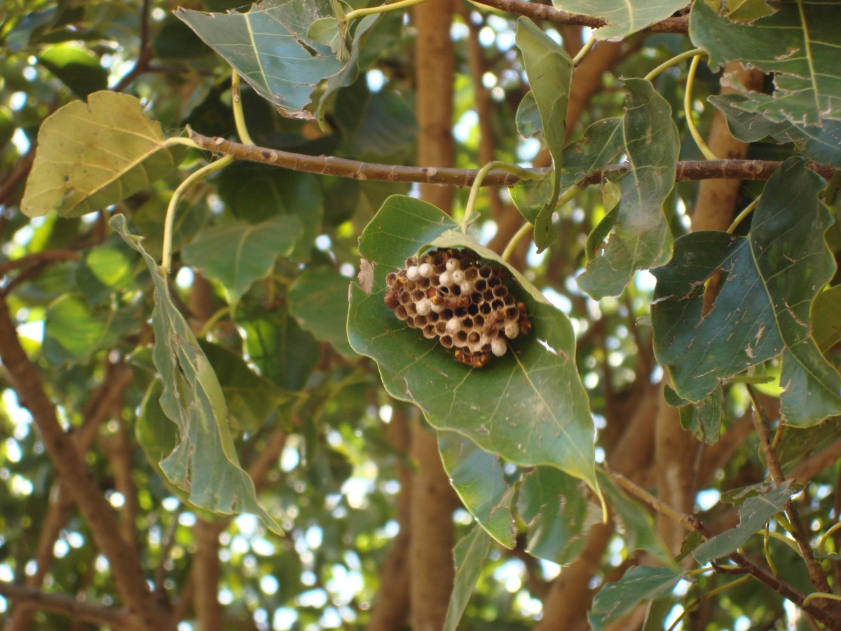 nigeria bees