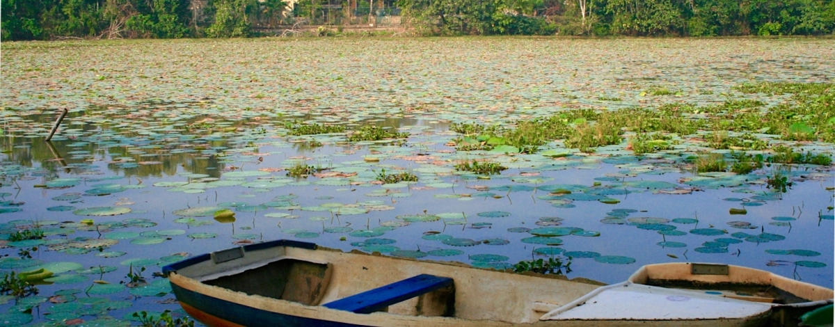 How to help an Earth under stress? Let’s look to Sri Lanka’s wetlands