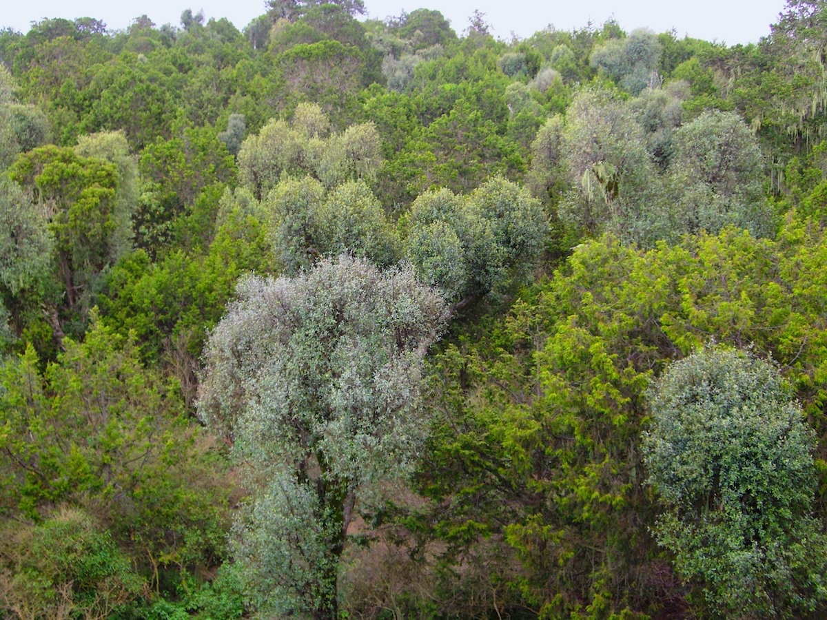 More abundant tree species unlikely to return after droughts