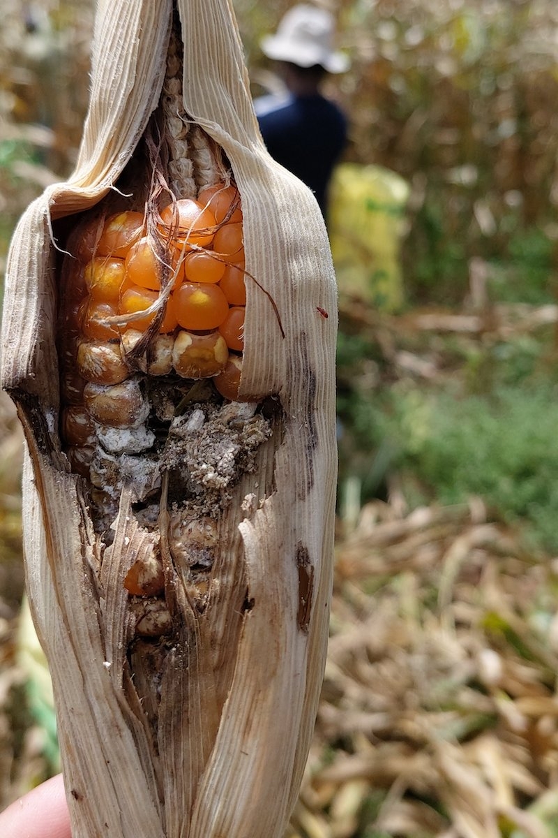 Why subseasonal weather forecasts are key to avoiding crop losses from droughts and floods