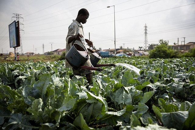 urban farm ghana irrigation