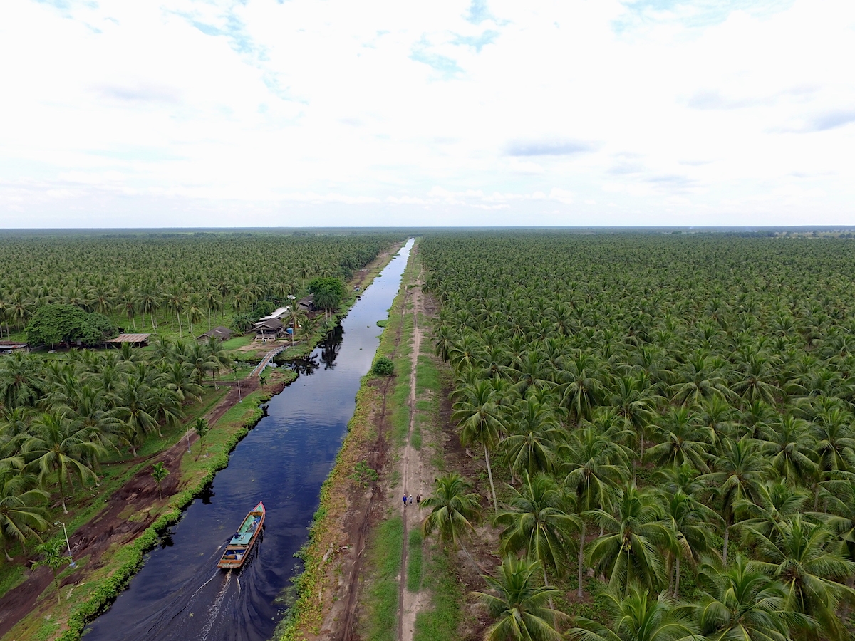 Optimism for sustainable peatland agriculture is here - and growing