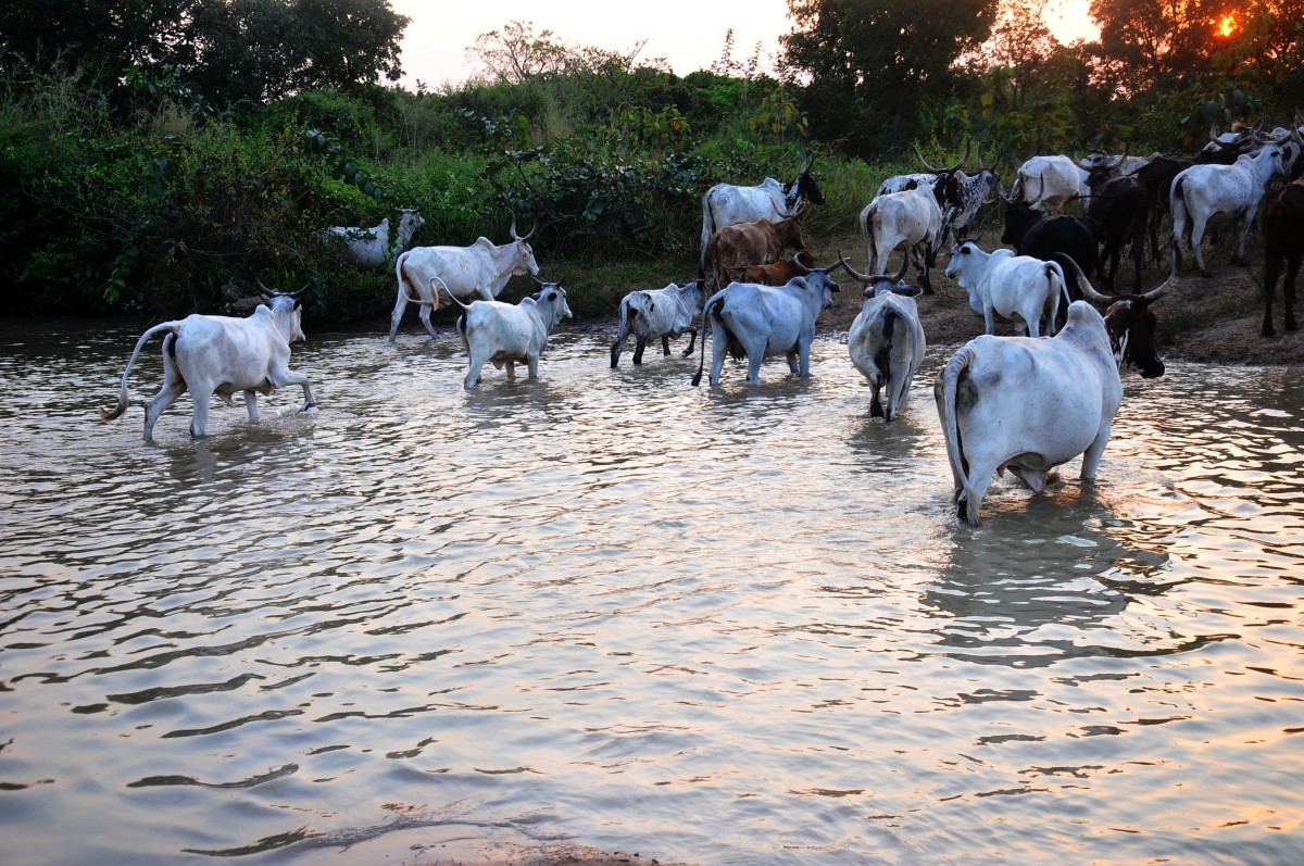 Cattle crossing 