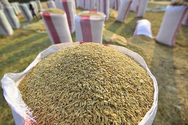 Unhusked rice Unhusked rice