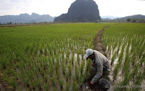 Rice field in the Greater Mekong Rice field in the Greater Mekong