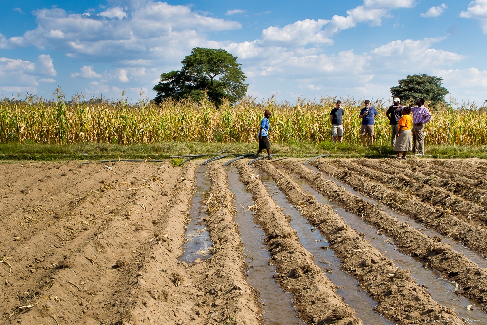 Linking tech and human networks: Zimbabwean irrigation schemes increase incomes, water productivity and conflict resolution