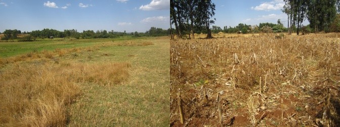 Cut and Carry Before and After Cut and Carry Before and After