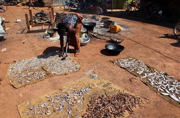 Fish in Burkina Faso Fish in Burkina Faso