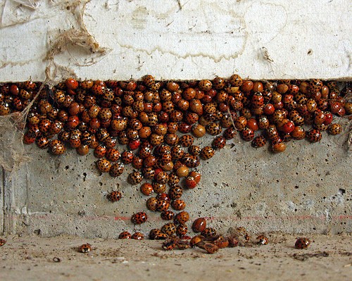 Ladybeetles, important predators of cotton aphid pests.
