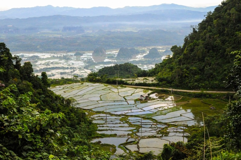 Rice paddies