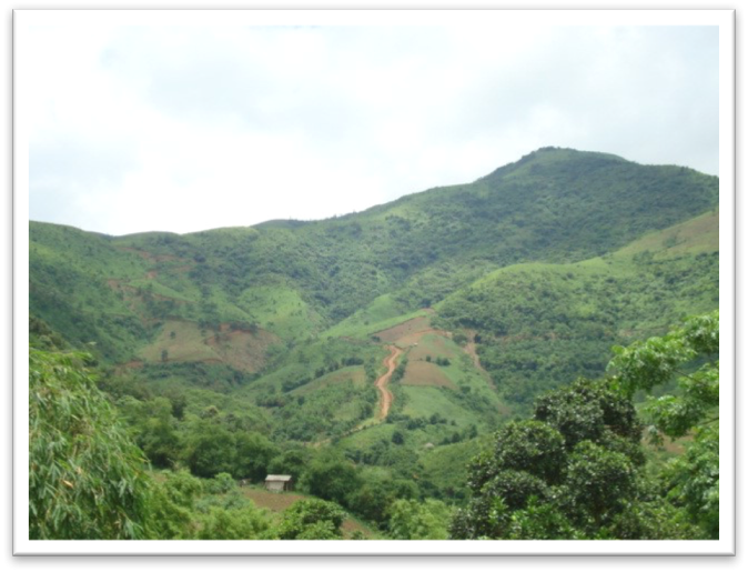 Natural forest regrowth in upland Vietnam.