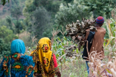 Three farmers in Lushoto, Tanga region, Tanzania.