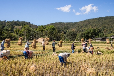 Rice farmers in Mae Wang district, Chiang Mai province, Thailand.