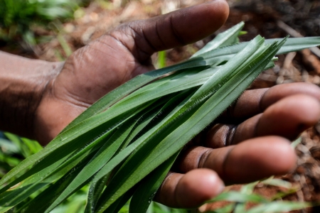 A hand full of grass.