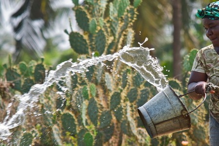 Woman Watering Crops in Ghana