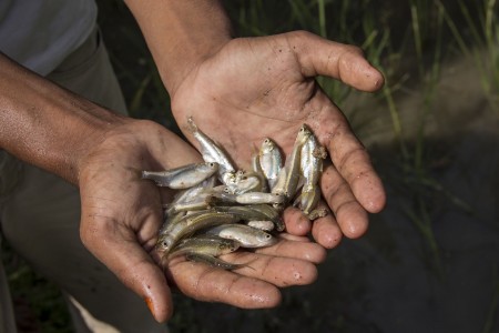 Mola is a micronutrient rich small fish. Rangpur, Bangladesh.